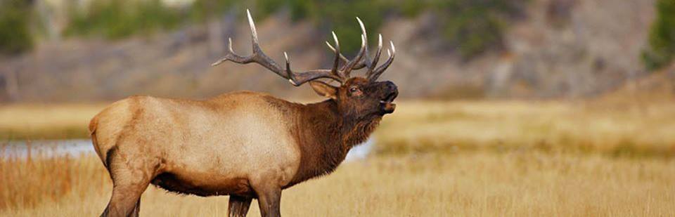 Four Unexpected Costs of Your Dream Hunting Trip