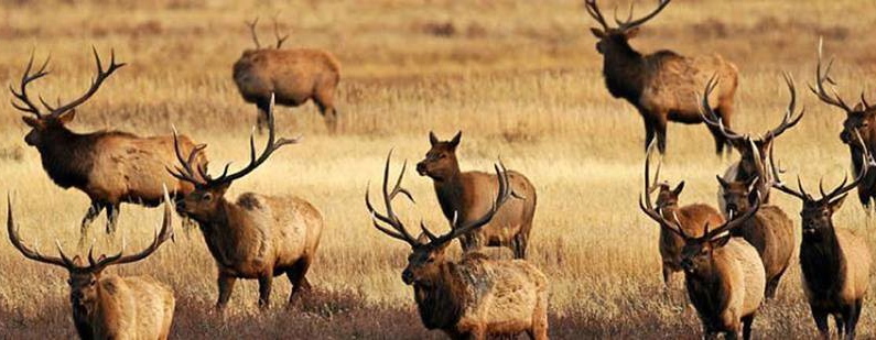 Want An Elk Tag But Hate The Wait?Then You Need An Over-The-Counter Tag!