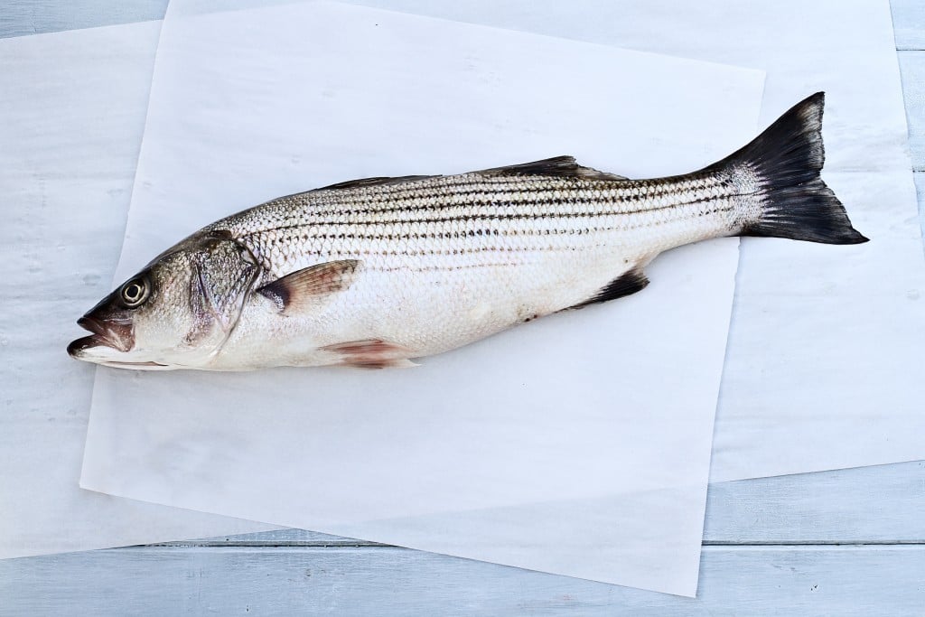Freshly caught striped bass being prepared for dinner.