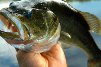 Largemouth bass are voracious eaters, prolific in lakes and rivers in the US, and the target of many anglers.
