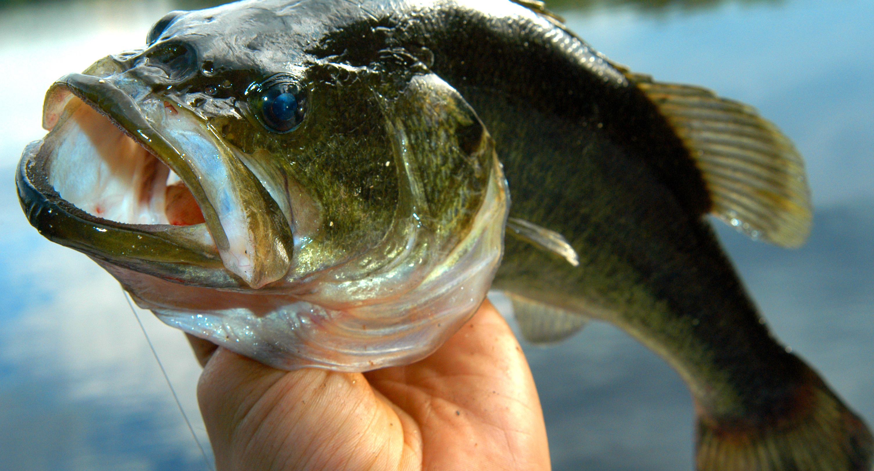 Largemouth bass are voracious eaters, prolific in lakes and rivers in the US, and the target of many anglers.