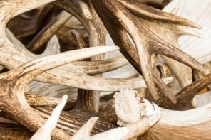 Large pile of shed deer antlers on a table. Antlers are close up and show different shades of brown.