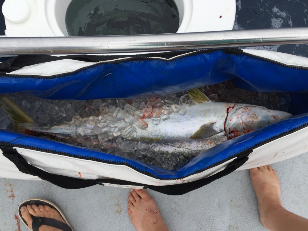 A pacific yellowtail being preserved in a saltwater ice slushy in a killbag