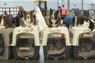 Dogs ready for their flight