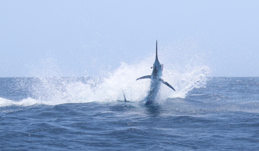 Jumping Marlin