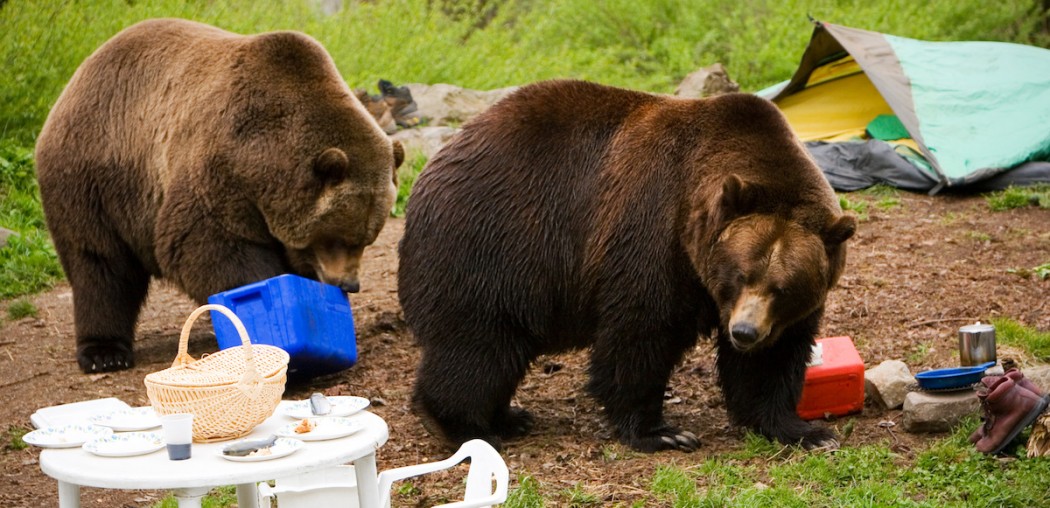 Grizzly Bears ravaging a campsite