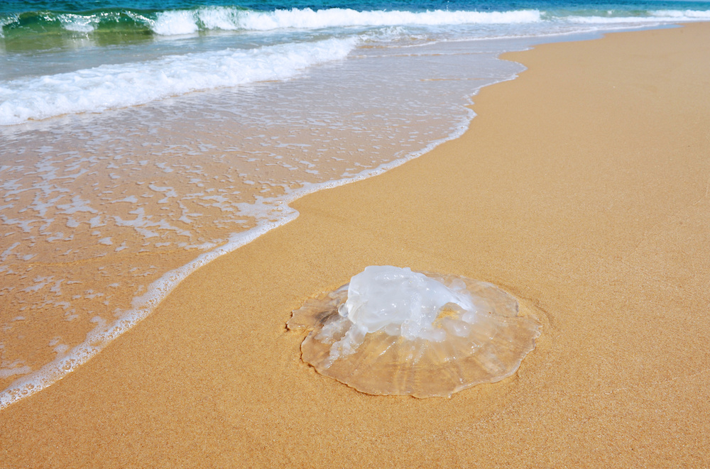 A dead Jellyfish lies on the beach.