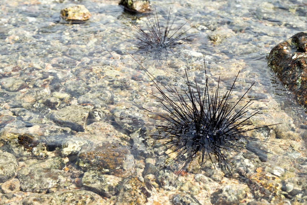 Sea urchins in shallow water.