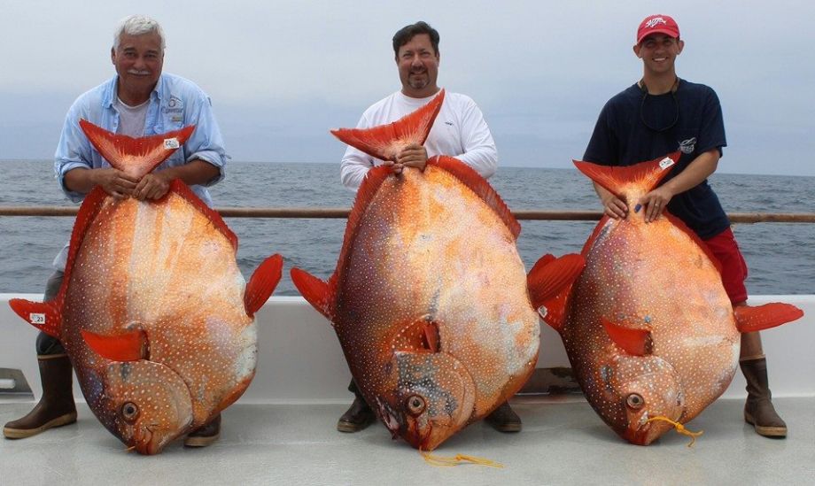 three opah caught on a sportboat in southern california