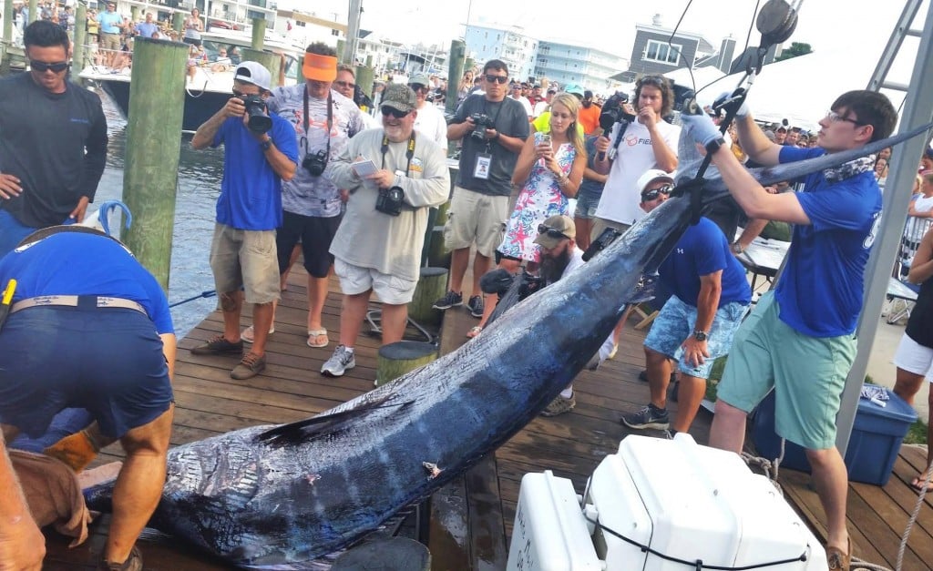 Big blue marlin being weighed at the white marlin open