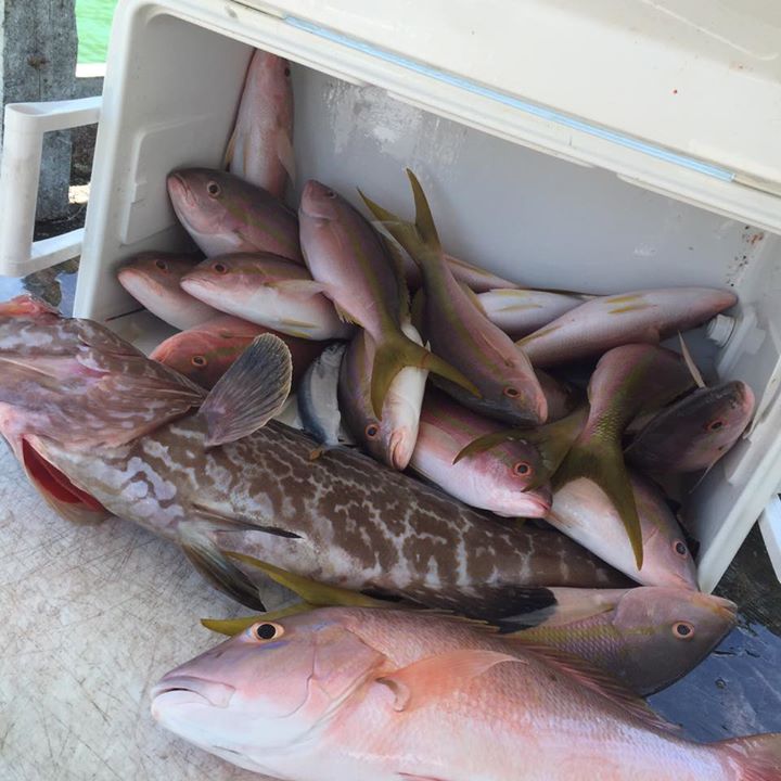 pile of reef fish caught by captain aaron brower on the buzz on in islamorada florida