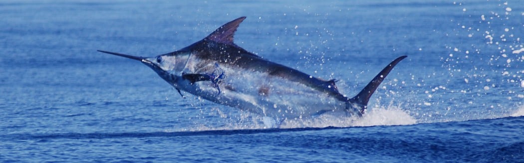 pirates cove billfish tournament in the outer banks north carolina