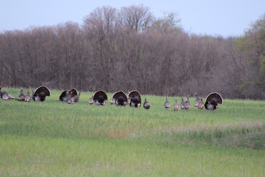 turkeys at red river valley outfitters in north texas