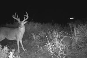 trophy whitetail deer on a trail cam at red river valley outfitters