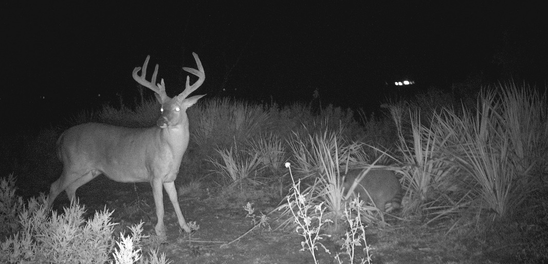 trophy whitetail deer on a trail cam at red river valley outfitters