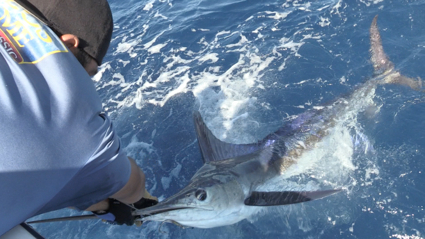 blue marlin being released in the los cabos billfish tournament in baja