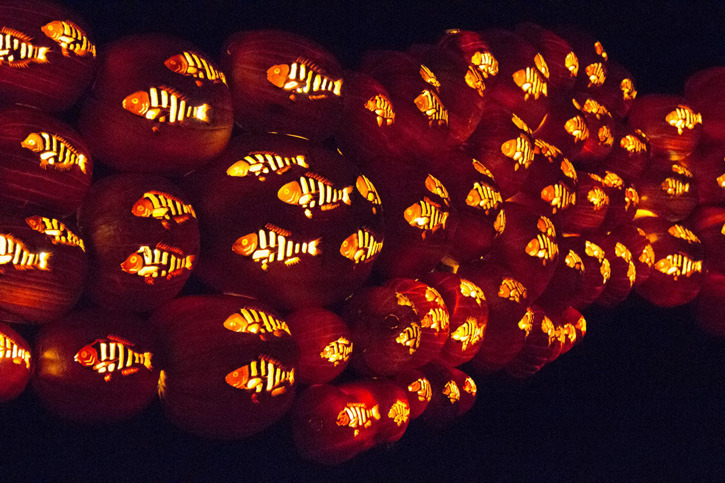 content_c7-photo-courtesy-of-rise-sea-of-pumpkin-fish-the-rise-of-the-jack-o_lantern-festival
