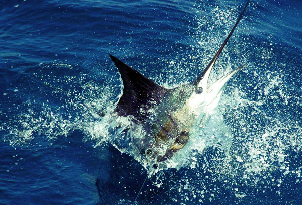 marlin fishing on Carly A, outer banks fishing charter