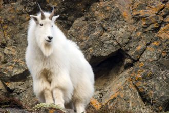 Barelas Alaska Outfitters Mountain Goat