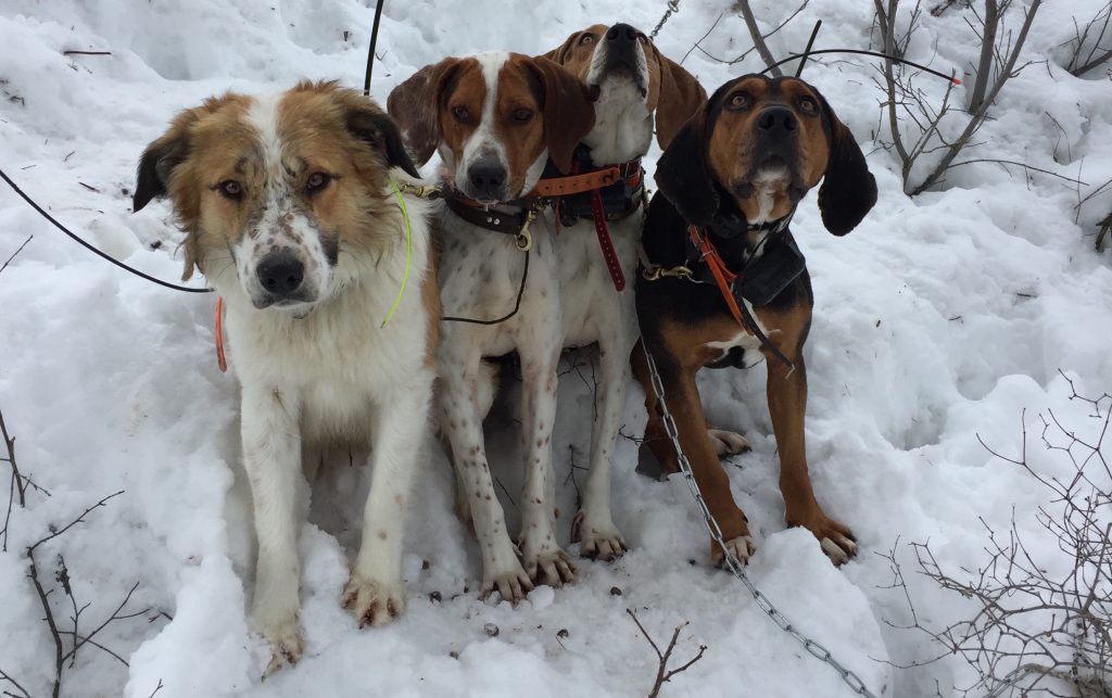 Mountain Lion Hounds