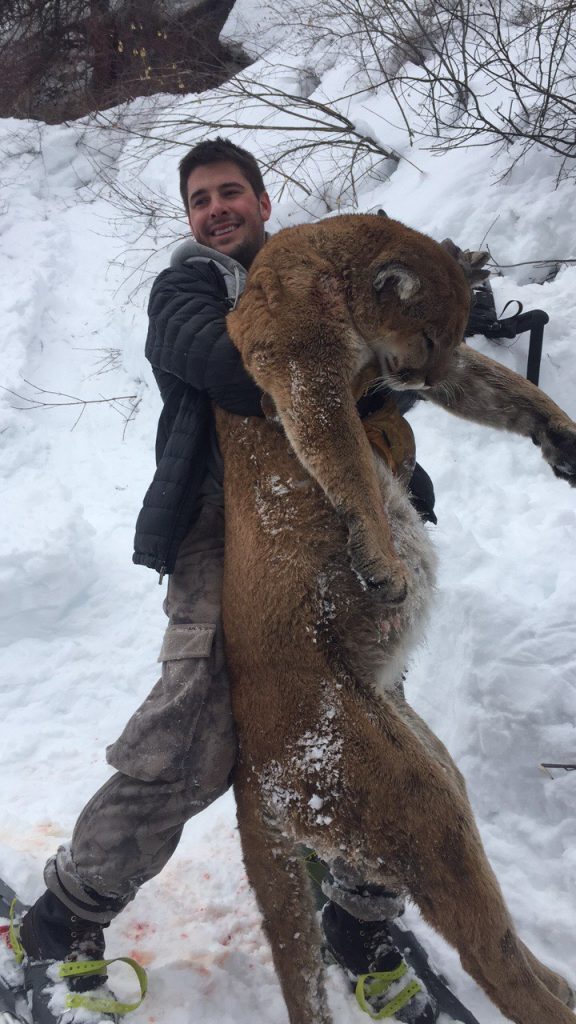 Trophy mountain lion