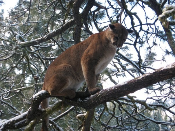 treed mountain lion