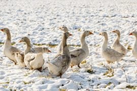 snow geese in the arctic tundra