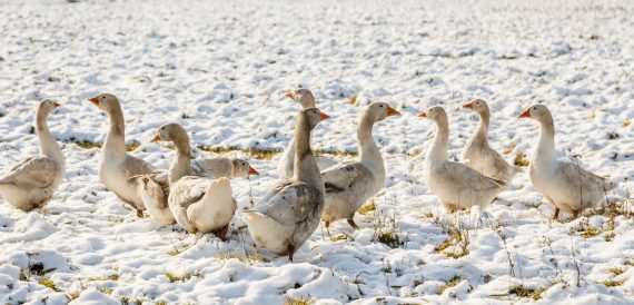 snow geese in the arctic tundra