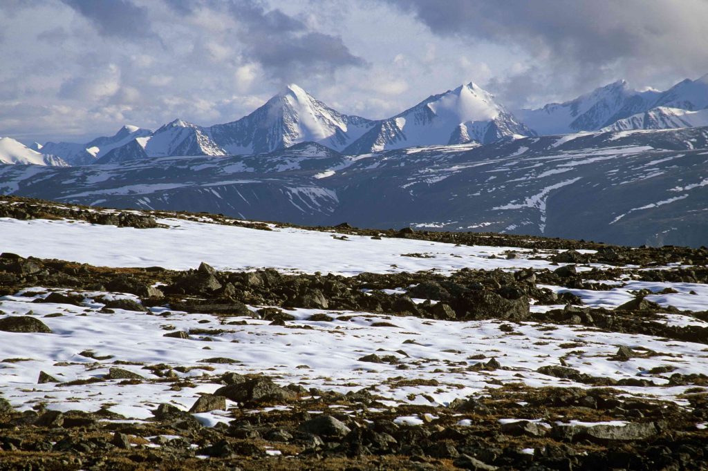 Hunt Snow Geese to save the Alaskan Tundra