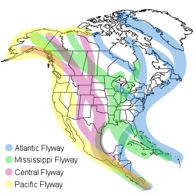 north america waterfowl migration flyways