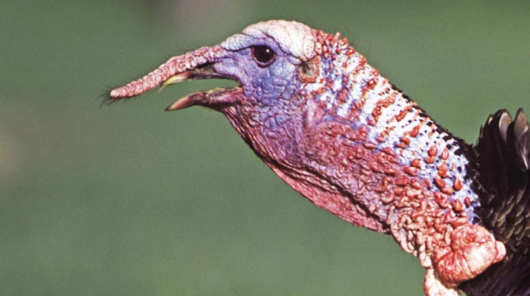 The Weird Anatomy Of Wild Turkeys Fin And Field Blog