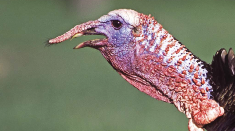 the-weird-anatomy-of-wild-turkeys-fin-and-field-blog