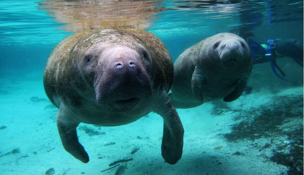 Manatee Downgraded from Endangered to Threatened - Fin and Field Blog