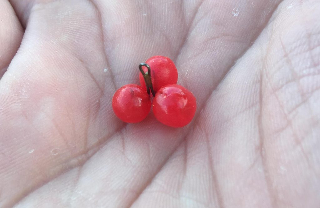 salmon eggs for trout bait