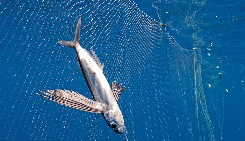 Do Flying Fish Actually Fly?  A Moment of Science - Indiana Public Media