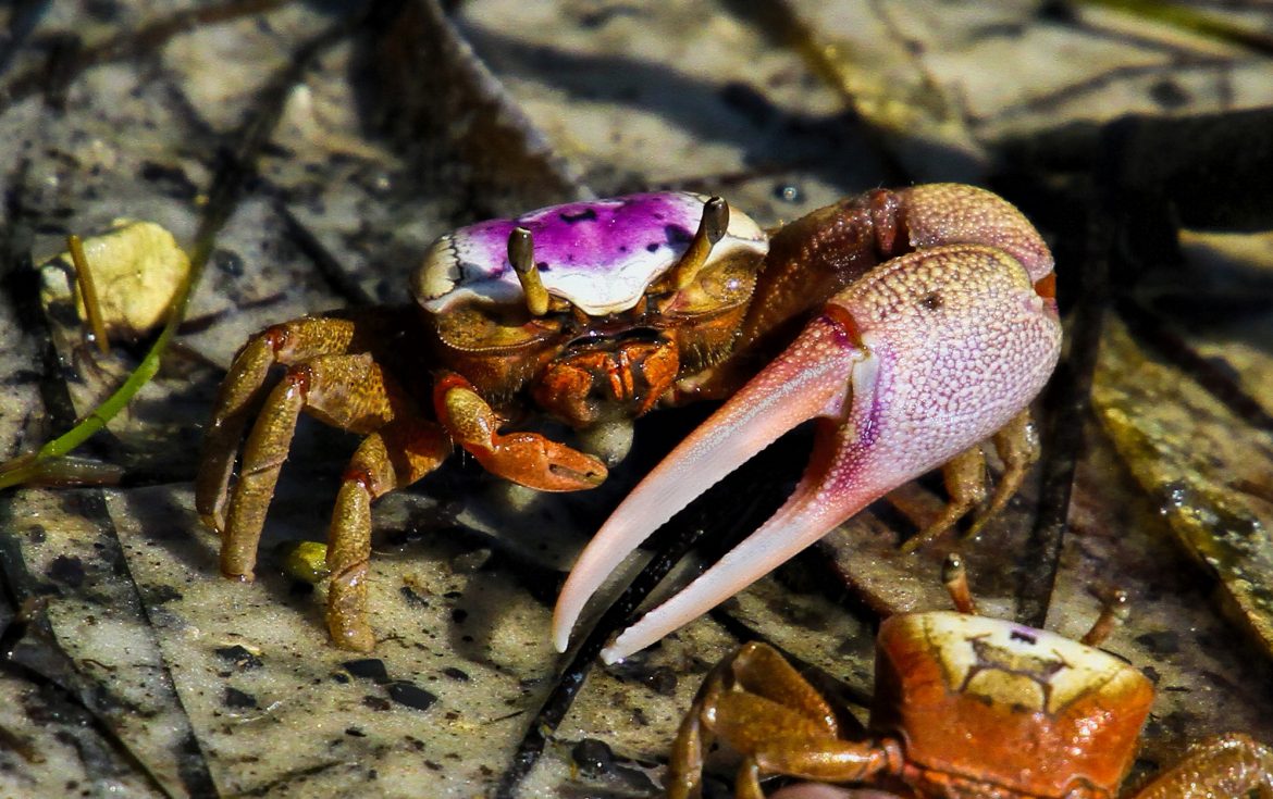 Using Fiddler Crabs for Bait - Fin and Field Blog