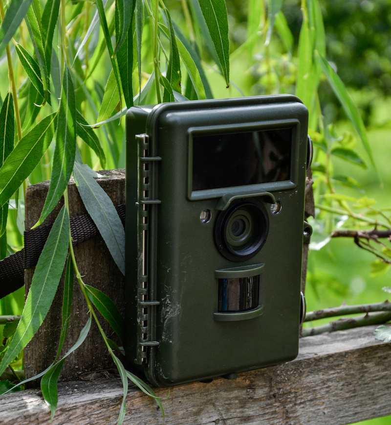 summer hunting prep with trail cams