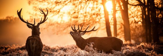 Summer hunting prep determines fall success