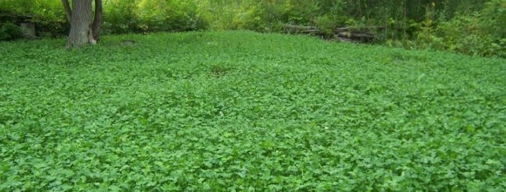 Summer hunting prep: planting food plots