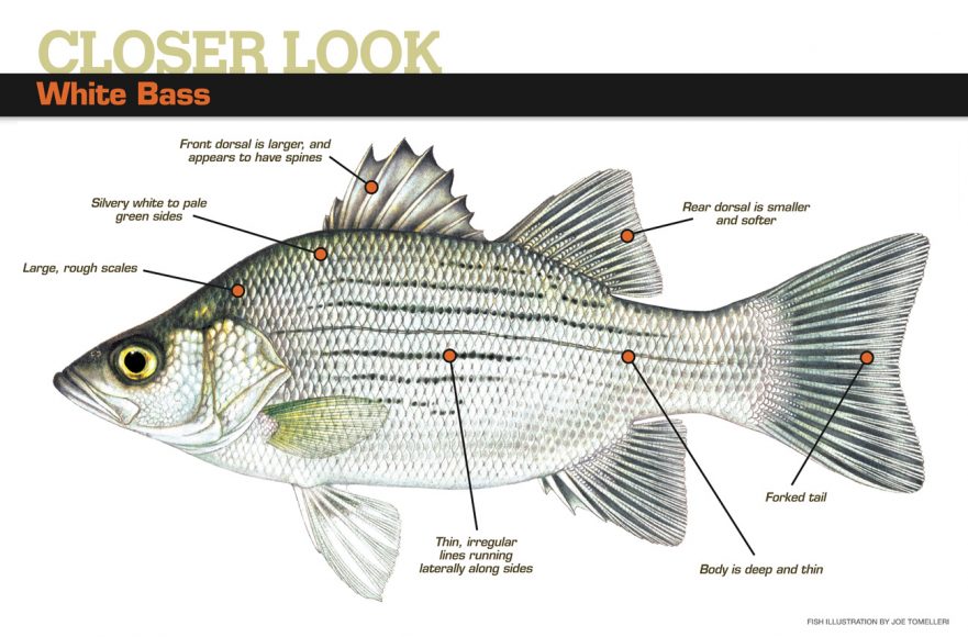 The Under-Appreciated White Bass - Fin and Field Blog