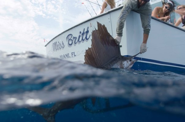 Miss Britt Charters Sailfish