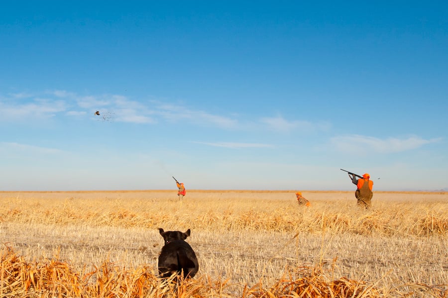 Rooster Ridge Pheasant Hunting on 7000 acres