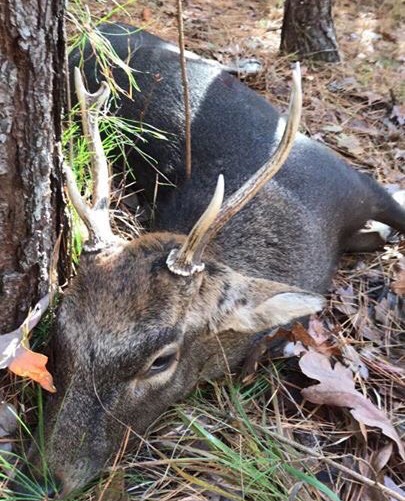 Sika Deer